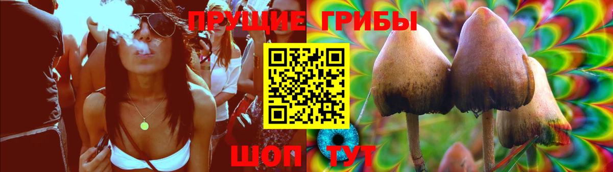 Псилоцибиновые грибы Psilocybe Выборг